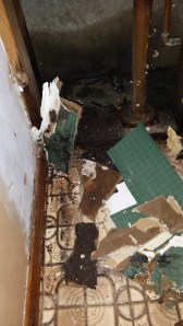 Mold is herpes on a home. And my home is into some kinky shit.