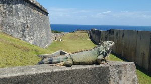 If you look closely, you'll see that our lizard is being photo bombed by one of its brethren.